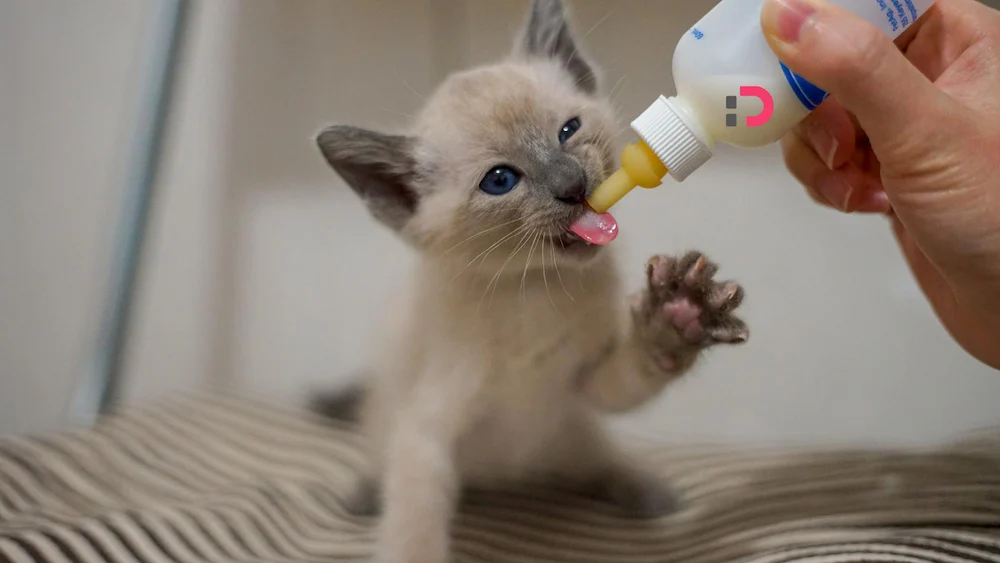 تشویقی گربه پلی برای گفت‌وگوی شما و گربه‌تان | پت شاپ آنلاین پت دونی 1404